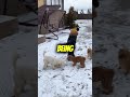 This Is Why Your Dog Follows You Everywhere