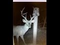 Big buck down (stickem outdoors)