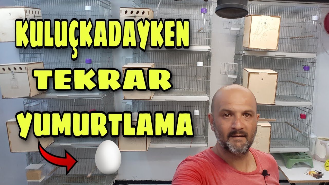 MUHABBET KUŞUM YAVRUSU VARKEN TEKRAR ÇİFTLEŞTİ.