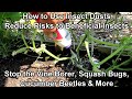 How to Use Insect Dusts on Cucumbers, Squash & Vines: Reduce Vine Borer, Beetle & Insect Damage