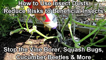 How to Use Insect Dusts on Cucumbers, Squash & Vines: Reduce Vine Borer, Beetle & Insect Damage