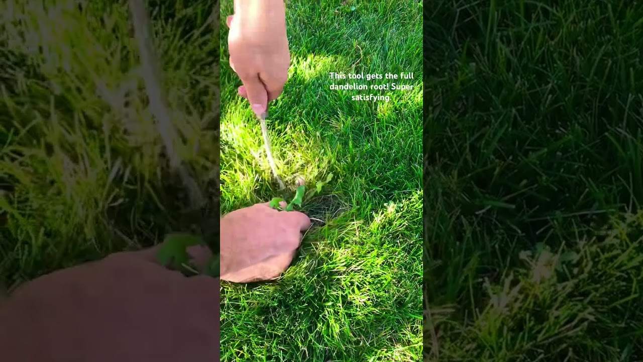 Weeding the full dandelion root is so satisfying! 
