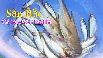 Săn Bắt Cá Xác Sọc Cá Hú Câu Mồi Độc Lạ Nó Khoái Lắm Miền Tây Sông Nước / Kiềm Rapper