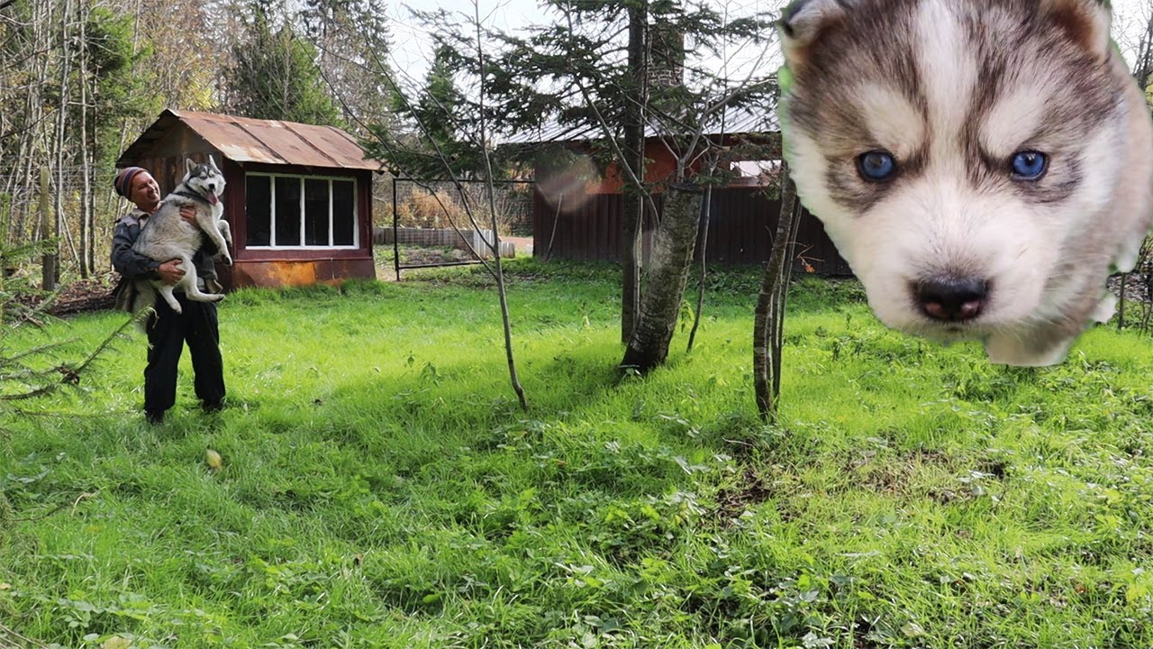 Сделал большой загон для собаки!