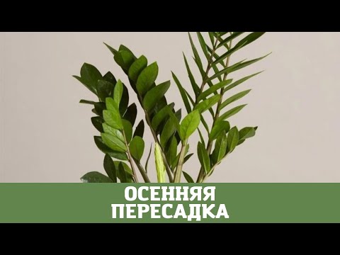 Осенняя пересадка долларового дерева (замиокулькас)