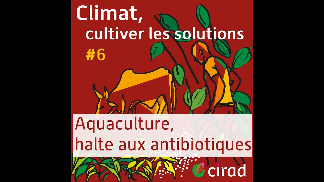Aquaculture, halte aux antibiotiques #6 | Climat, cultiver les solutions