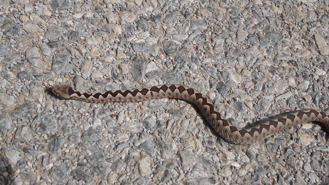 Οχιά (Vipera ammodytes)