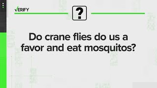 VERIFY | Do crane flies eat mosquitoes? Why Do Crane Flies Fly At You