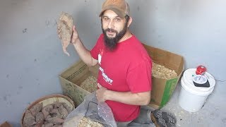 Best Way to Store Potatoes in the Root Cellar/Storm Shelter
