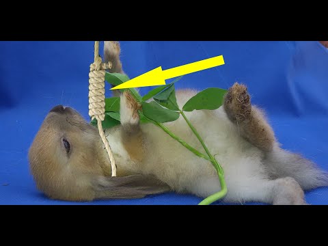 فيديو: هل يمكن للأرانب أن تأكل الإقحوانات؟