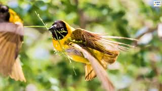 Southern Masked Weaver - The Most Skilled Nest Builder