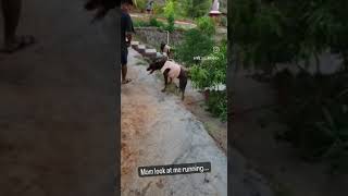 Unleashed Power: Doberman's (Tokyo) Incredible 4-Foot High Leaps