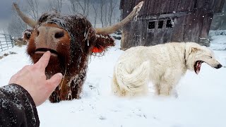 Our Farm Got Buried in Snow by Gold Shaw Farm 70,792 views 2 weeks ago 19 minutes