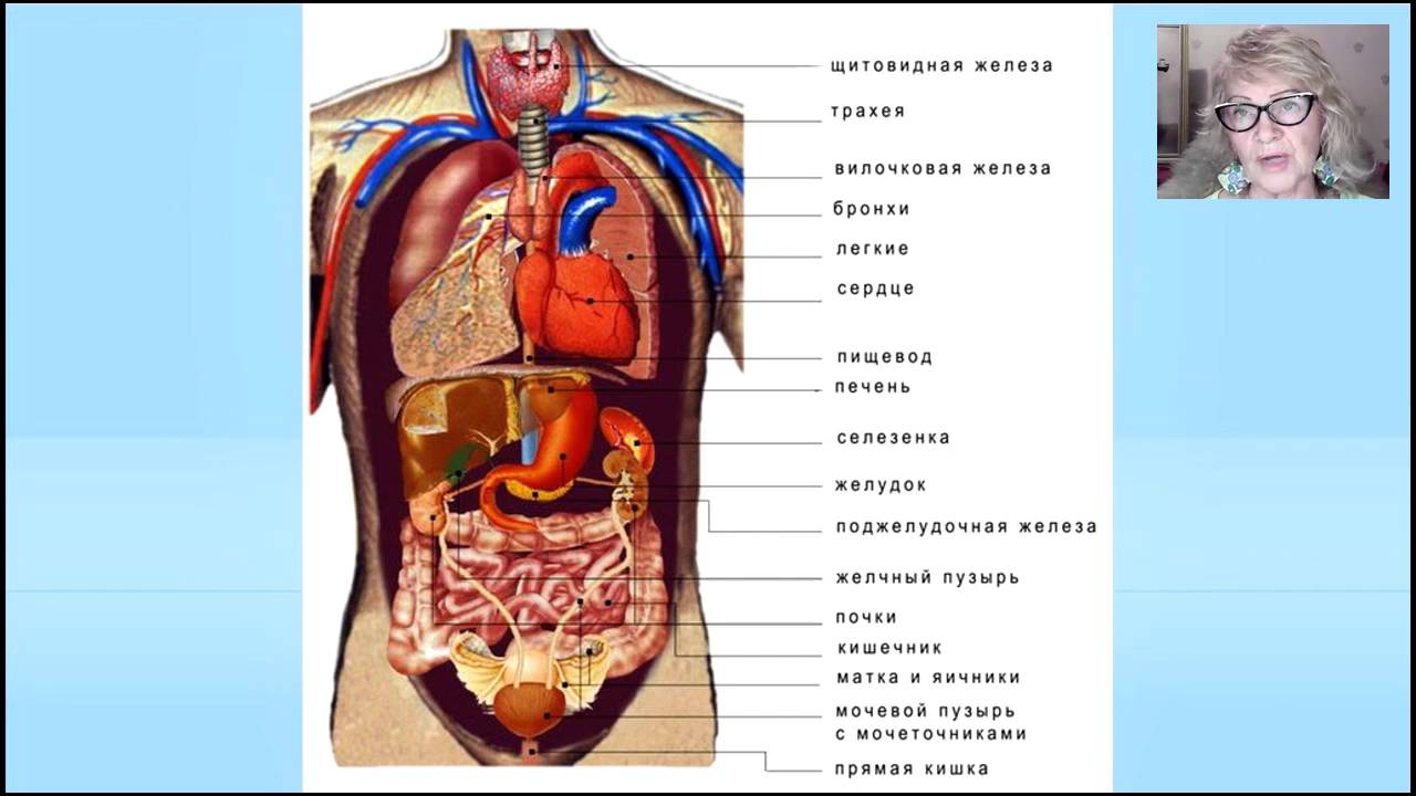 В которых любому органу будет. Расположение внутренних органов. Расположение органов у человека. Строение человеческого тела. Схема строения органов человека.