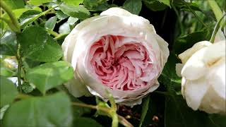 Floribunda Rose Earth Angel 1 quart own rooted rose first time bloom