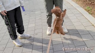 A dog who is happy to meet his brother on the street