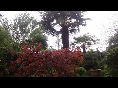 იაპონური ნეკერჩხალი