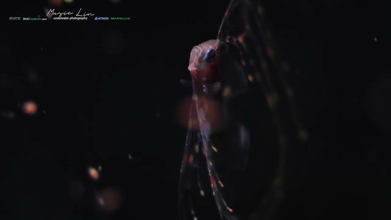 Trachipterus trachypterus粗鰭魚