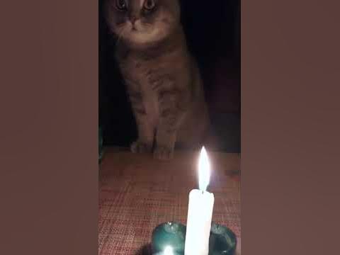 Кот ведьмы и свечи 😈😺🧙‍♀️ - YouTube