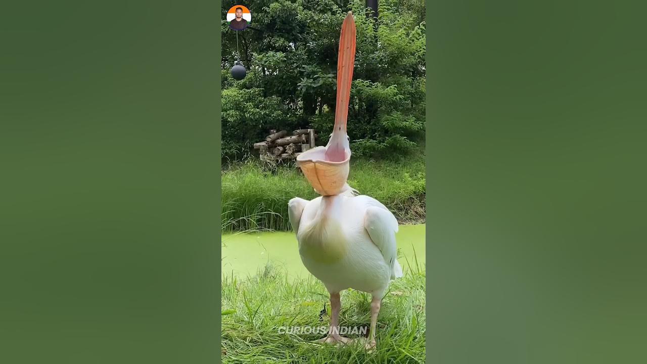 Pelican Try To Eat Everything YouTube pelican-try-to-eat-everything-youtube