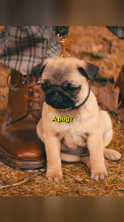 He Chose a Bulldog… Or So He Thought 🐾😅 | 🎬 Kingsman: The Secret Service | #movie