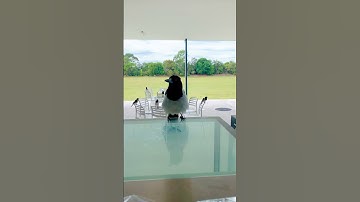 Chim ở Úc rất dạn, vào tận bàn đòi ăn #shorts #video #birds #videoshorts #australia