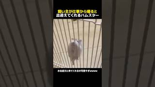 飼い主が仕事から帰ると出迎えてくれるハムスター