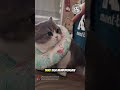 🐈:"Seekor Manusia Mana Lagi, Yang Bisa Ku Percaya??!!”😺😭🐾 #cat #catlovers #kitten #catshorts #shorts