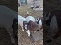 Goats are curious creatures (Part 4) #adorable#goat#silly#animal#farmlife