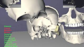 VR Skull Jigsaw - A Virtual Reality Haptic Anatomy Trainer