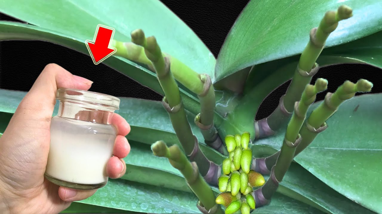 1 Cup Every Week Weak Orchid Plant Immediately Grows 1001 New Roots 1 cup every week weak orchid plant immediately grows 1001 new roots