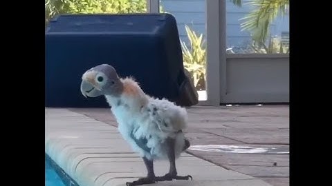 Scared Little Bird PART 3 trying to get into the swimming pool voiceover by iamdulo #shorts