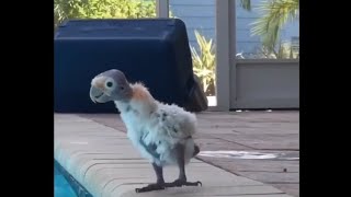 Scared Little Bird PART 3 trying to get into the swimming pool voiceover by iamdulo #shorts