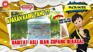Dimana Habitat Alami Ikan Cupang di Alam Liar ??