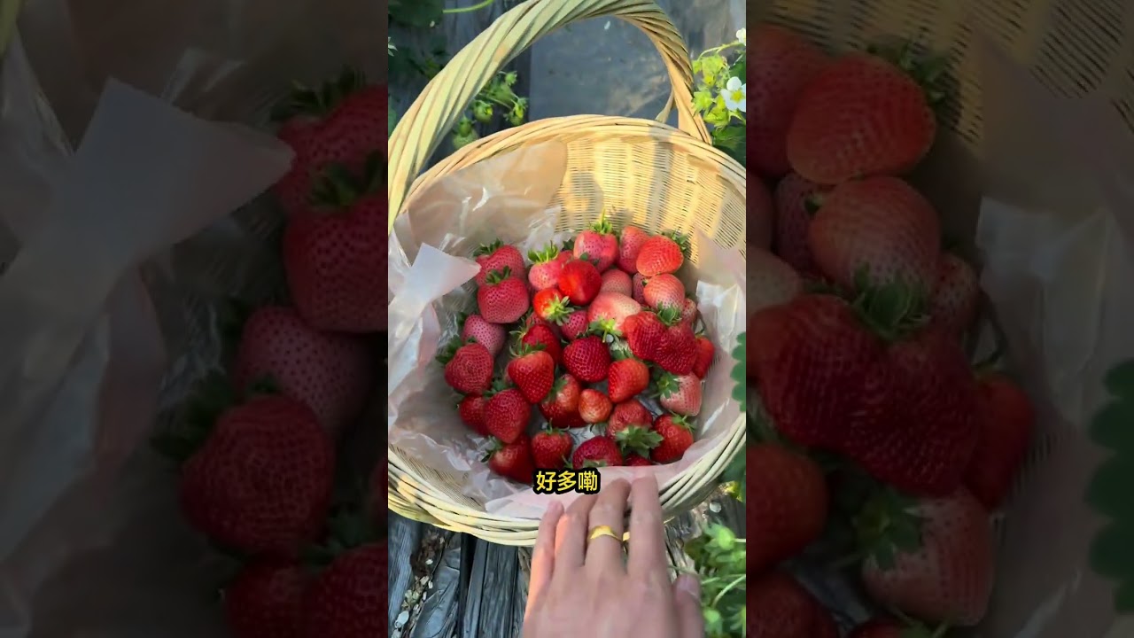 Grow Your Own Ripe Strawberries: Easy Ground Planting Guide