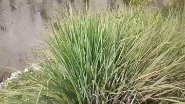 Đất mặt  tiền  N2. ấp  thôi  môi  hoà khánh Đông  Đức hoà  long  an.