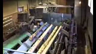 Step feeder between debarking and saw line