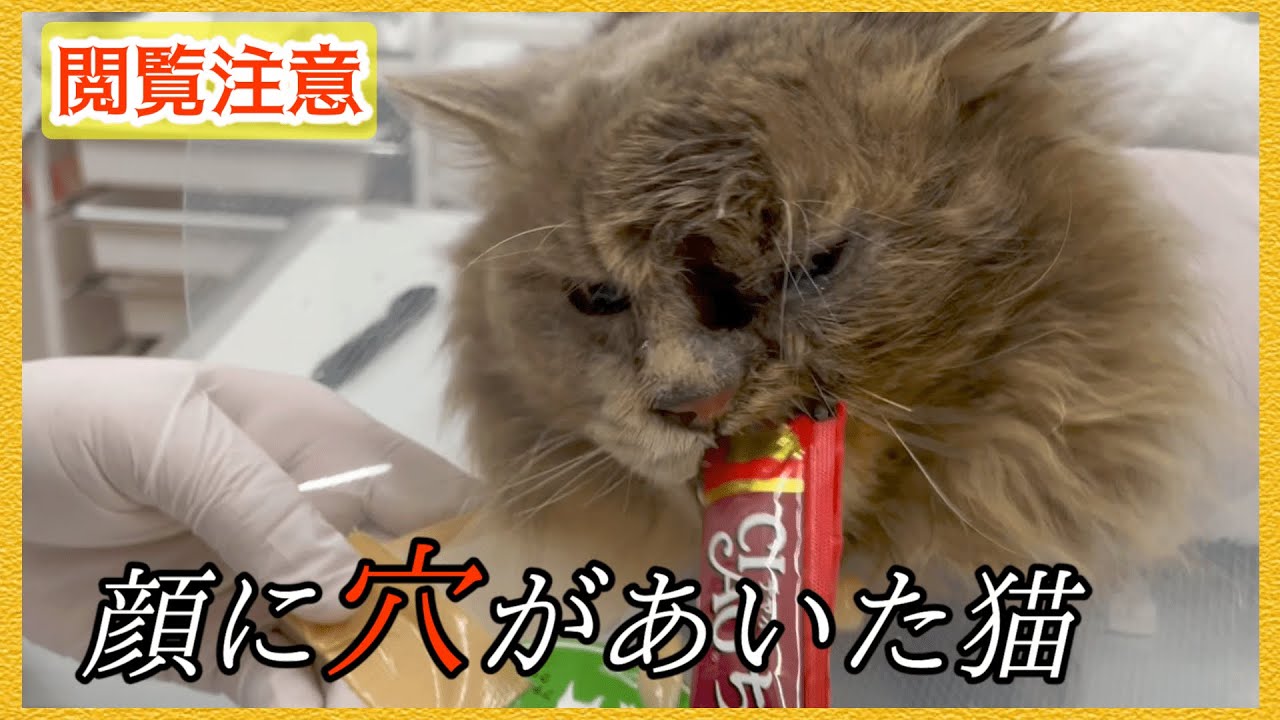 The reality of stray cats] We rescued a cat with a hole in its