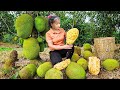 Harvest JACK FRUIT Mit Mit Go to market sell - Cook jackfruit sticky rice | Phuong Daily Harvesting