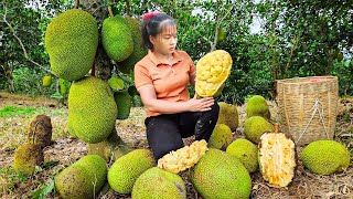 Harvest JACK FRUIT Mit Mit Go to market sell - Cook jackfruit sticky rice | Phuong Daily Harvesting by Phuong Daily Harvesting 59,007 views 12 days ago 12 hours