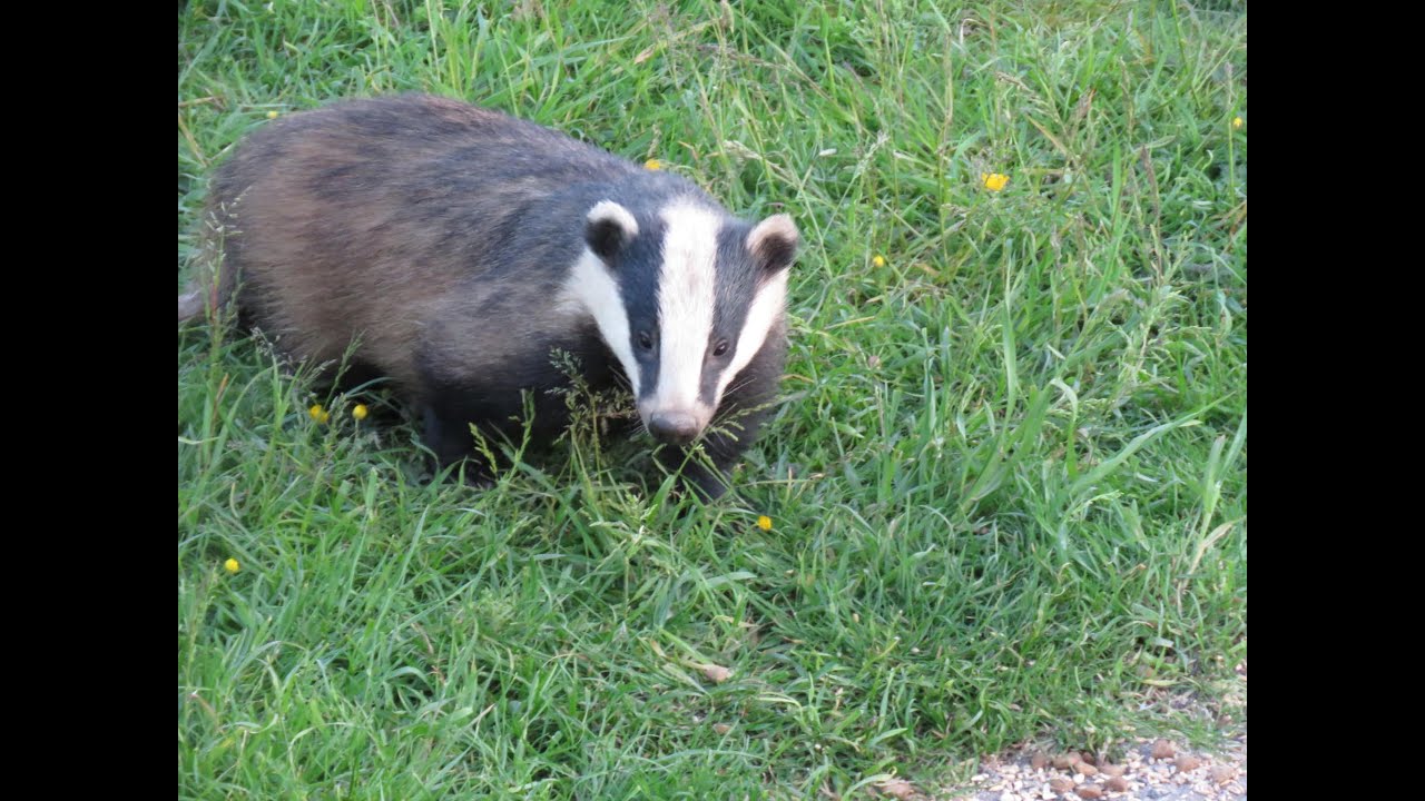 Moss Wildlife Watch Live Badgers Camera - YouTube