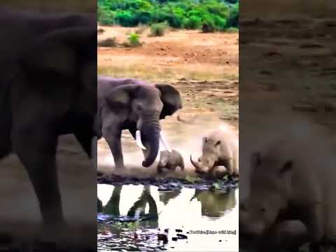 Elephant Charges Rhino And Baby.