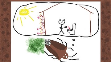 Brown Marmorated Stink Bug: Invading Homes And Gardens Near You