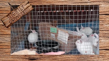 Its Almost Time to Take the Nest Box Out - The SR Rabbit Update 12-24-18