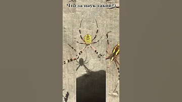 Какой то жёлтый паук в нашем климате #Shorts