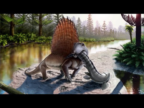 Video: Armadillos: Animals Contemporaries of Dinosaurs