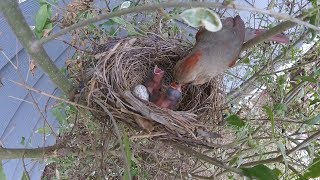 Cardinal nesting