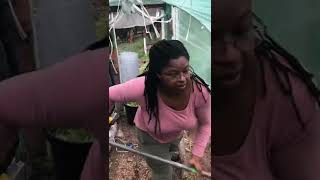 Datos Gopher proof your garden beds Guía