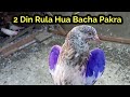 2 Din Rula Hua Bacha Pakra || How To Catch Pigeons || High Flyer Pigeons Gallery
