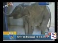 Слонёнок плачет в течение нескольких часов после того как его разлучили с мамой!